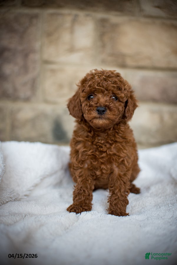 Miniature Poodle dogs Jana - Ad 1