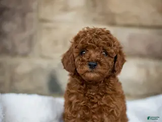 Miniature Poodle dogs for sale: Jana - Ad 4