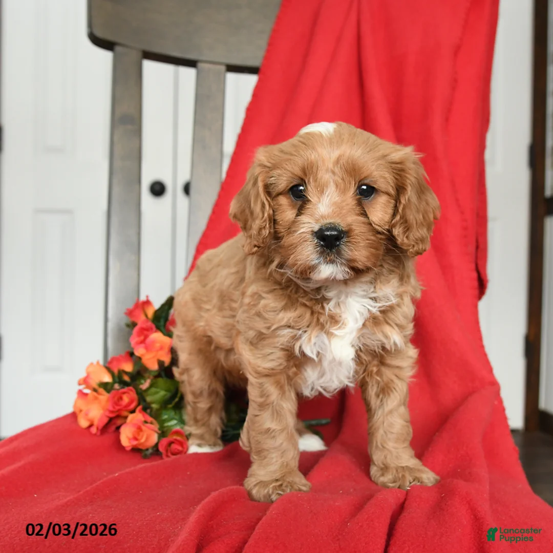 Cavapoo dogs for sale: Cuddles - Ad 2