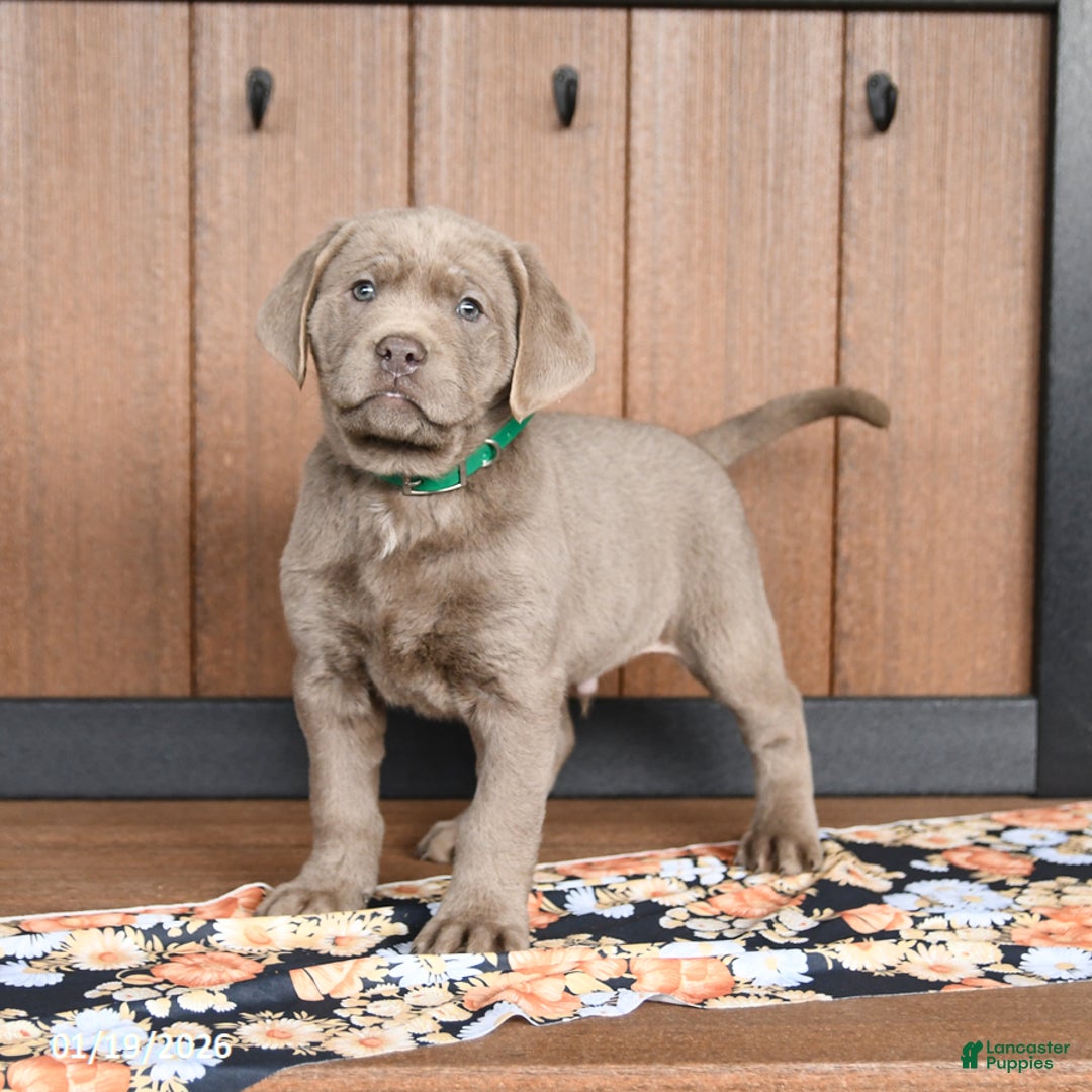 Labrador Retriever dogs for sale: Wags - Ad 4