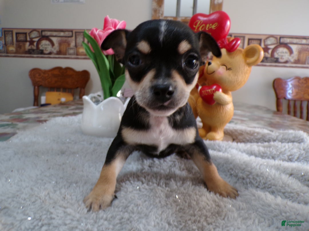 Chihuahua dogs for sale: Chihuahua Puppy 1 Bluey - Ad 3