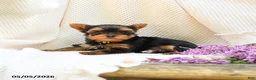 Yorkshire Terrier dogs for sale: Magic - Ad 5