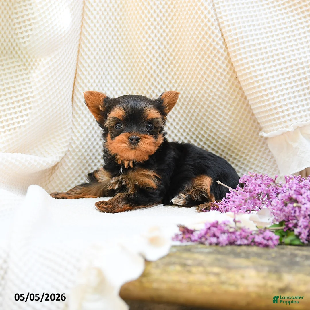 Yorkshire Terrier dogs for sale: Magic - Ad 5