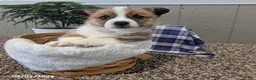 Welsh Corgi Pembroke dogs for sale: Rocket - Ad 6