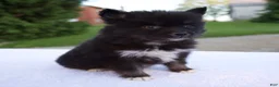 Pomsky dogs for sale: Mia - Ad 4
