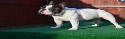French Bulldog dogs for sale: Poppy - Ad 6