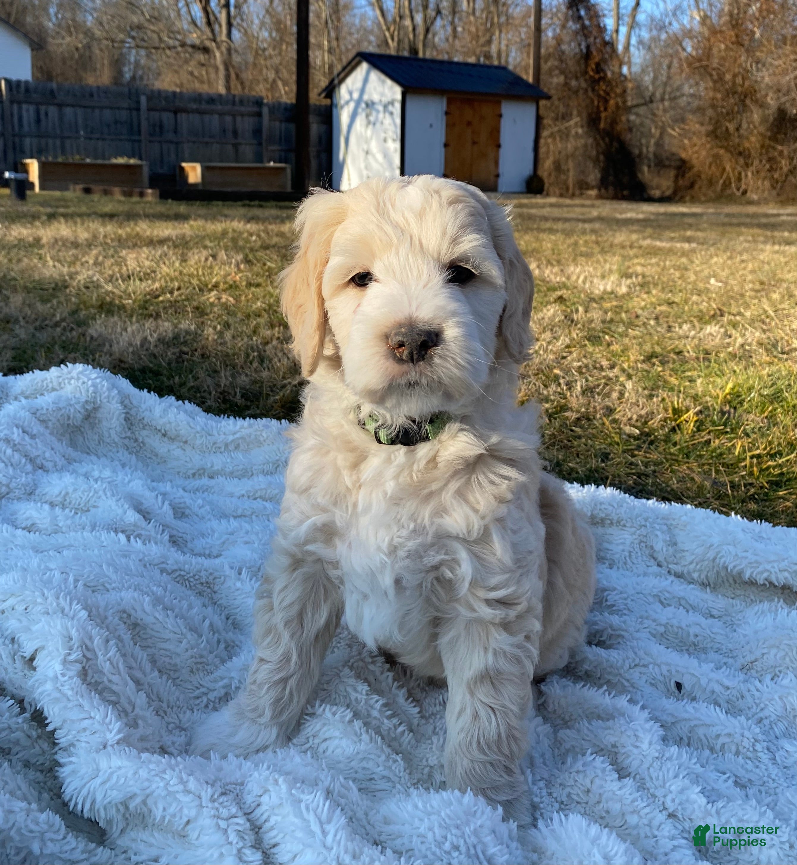 Mini Goldendoodle dogs Teddy  - Ad 2