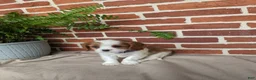 Cavalier King Charles Spaniel dogs for sale: Kliff - Ad 11