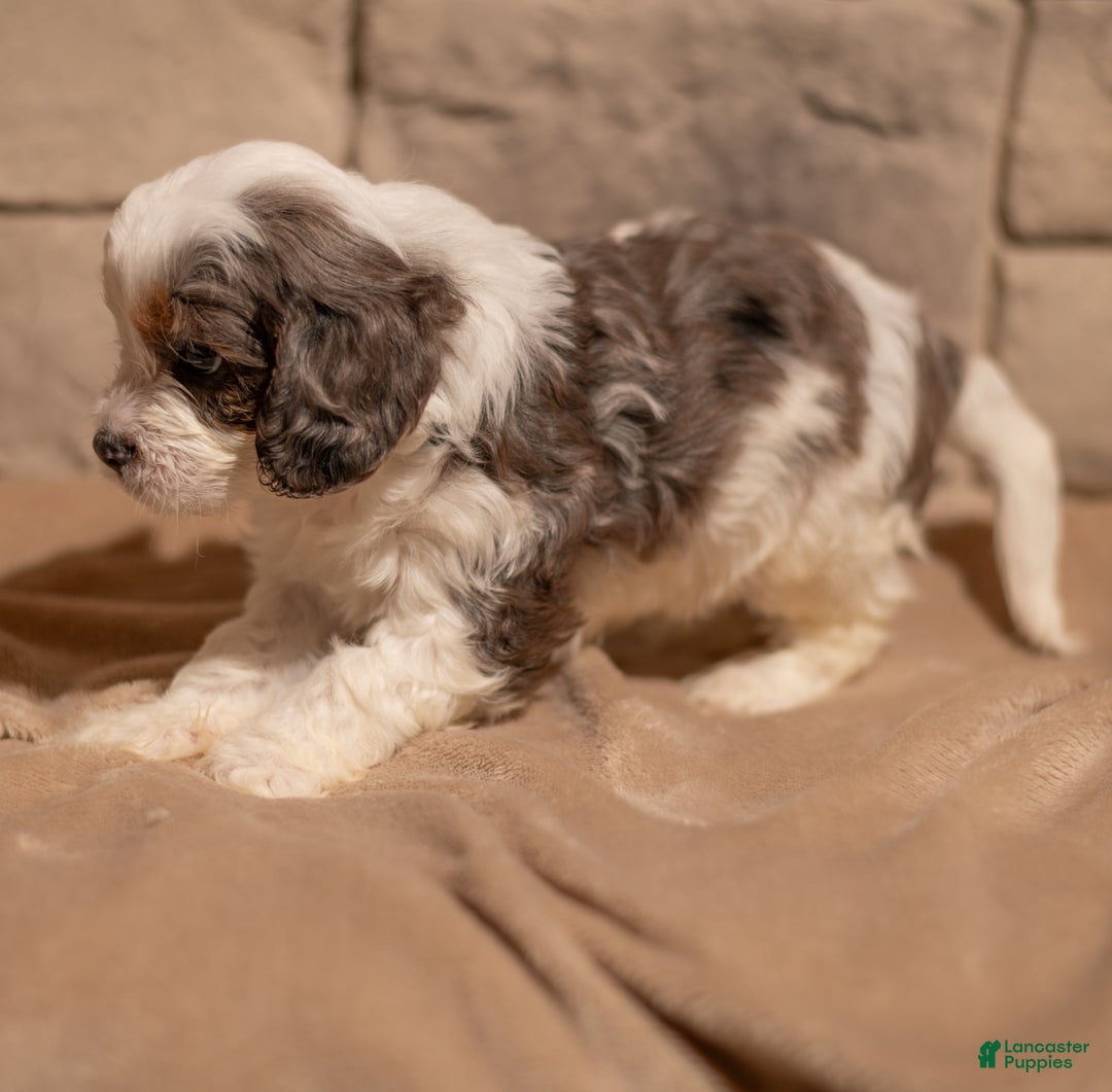 Cavapoo dogs for sale: Max - Ad 3