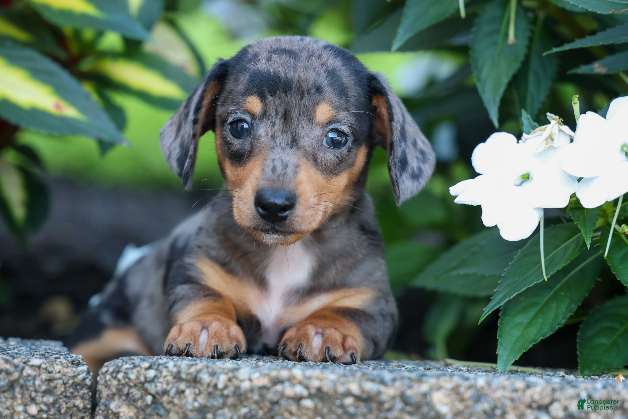 Miniature Dachshund dogs  Zino 🐕 - Ad 2