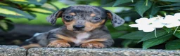 Miniature Dachshund dogs for sale:  Zino 🐕 - Ad 2