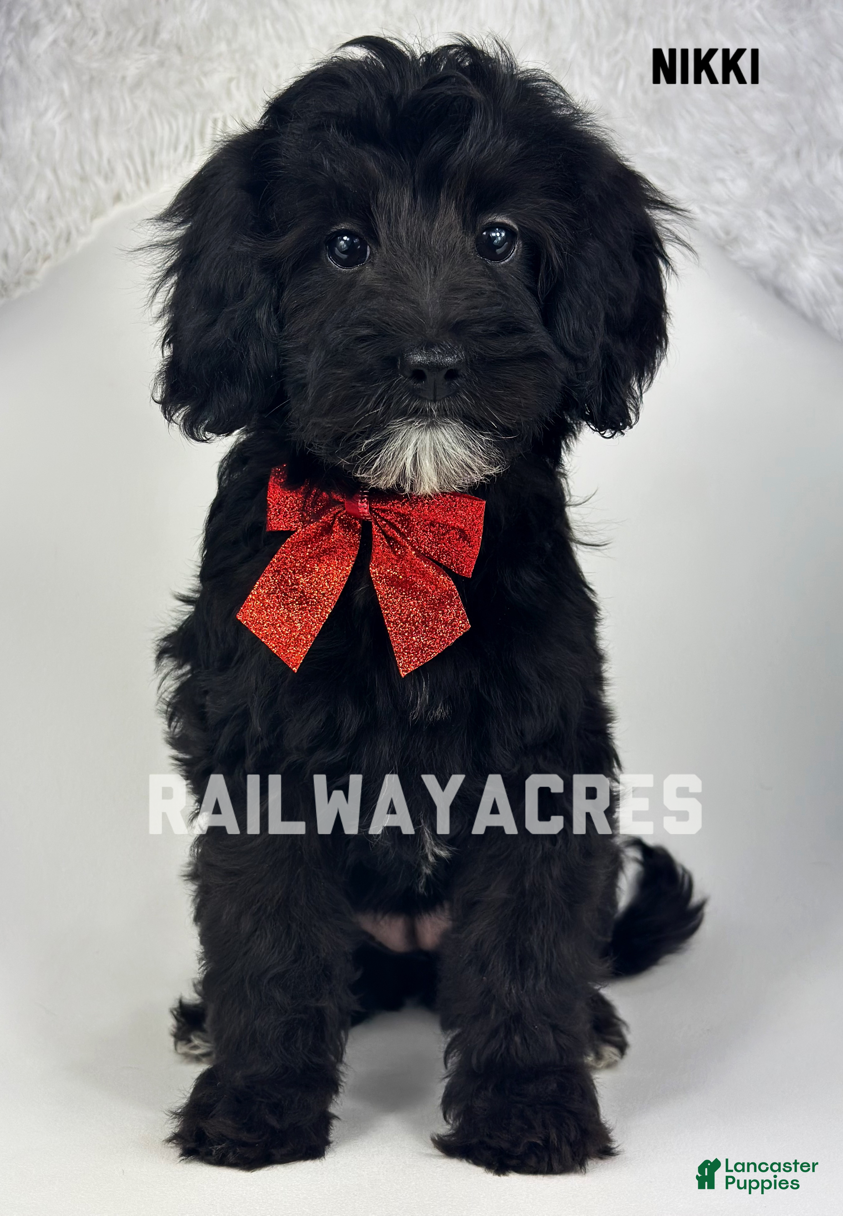 Mixed Breed dogs Nikki - Ad 25