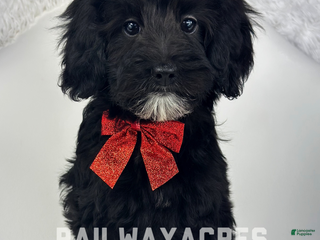 Mixed Breed dogs Nikki - Ad 25