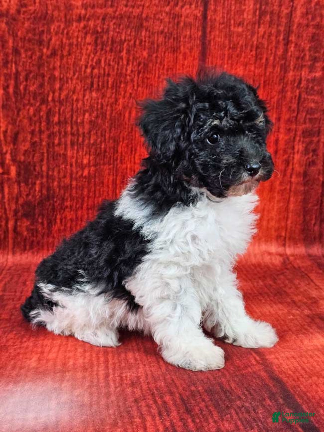 Miniature Poodle dogs for sale: Comet - Ad 2