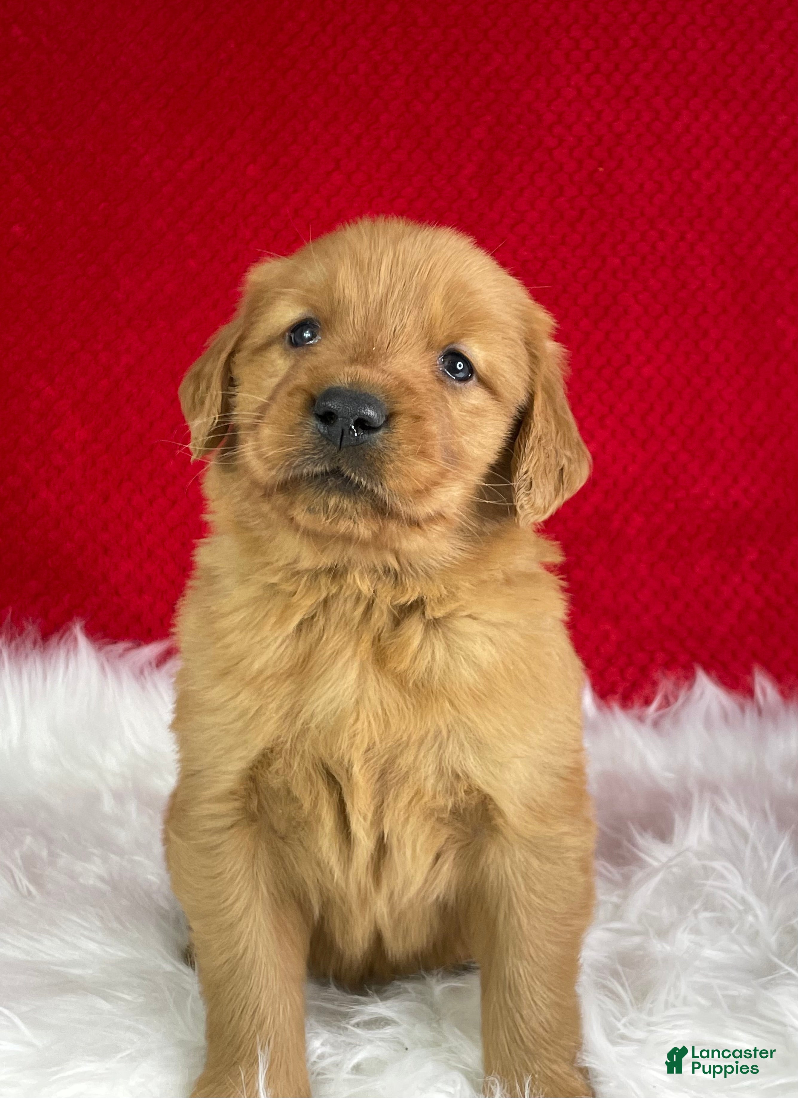 Golden Retriever dogs River - Ad 1