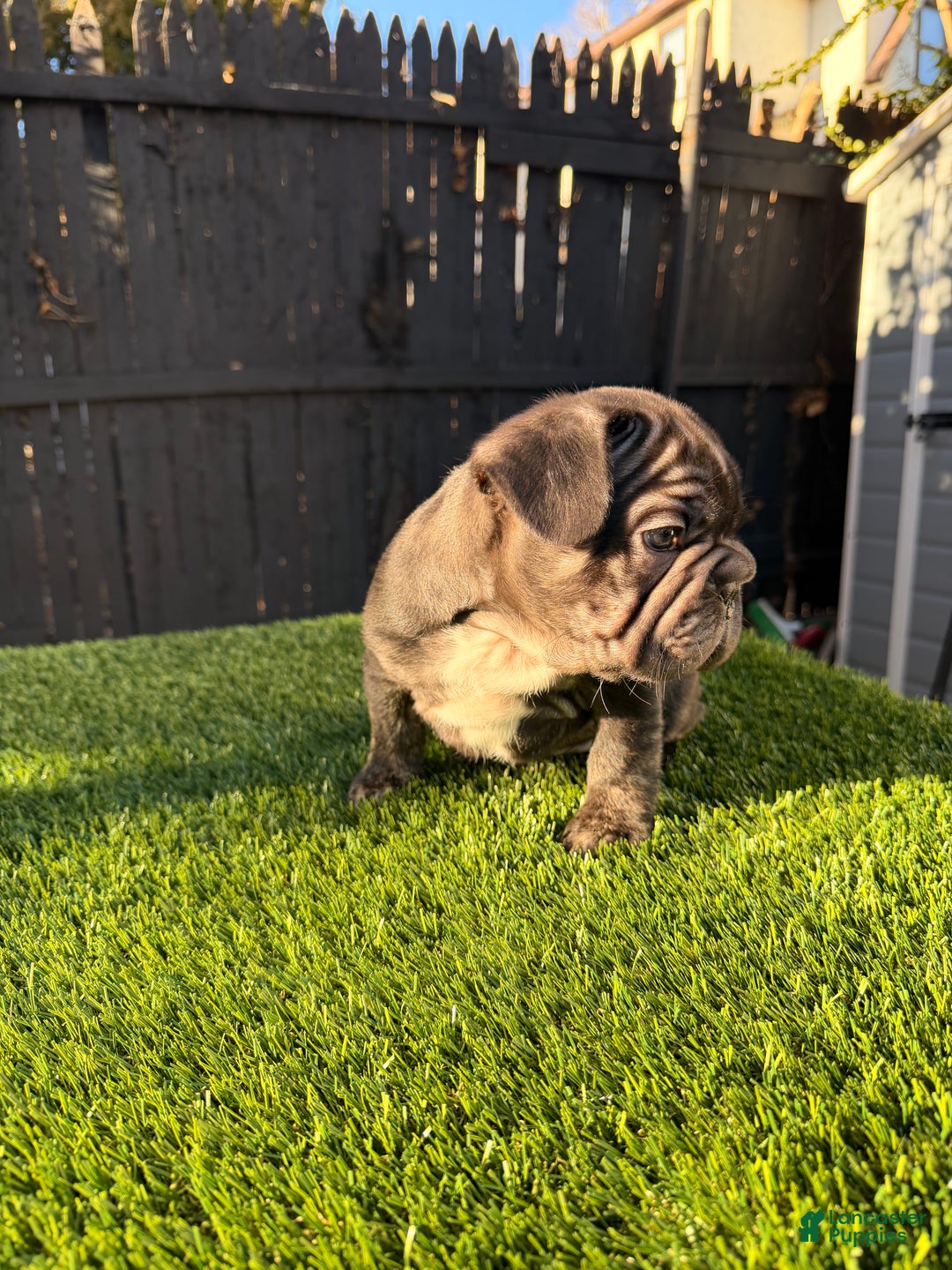 French Bulldog dogs for sale: Thunder - Ad 3