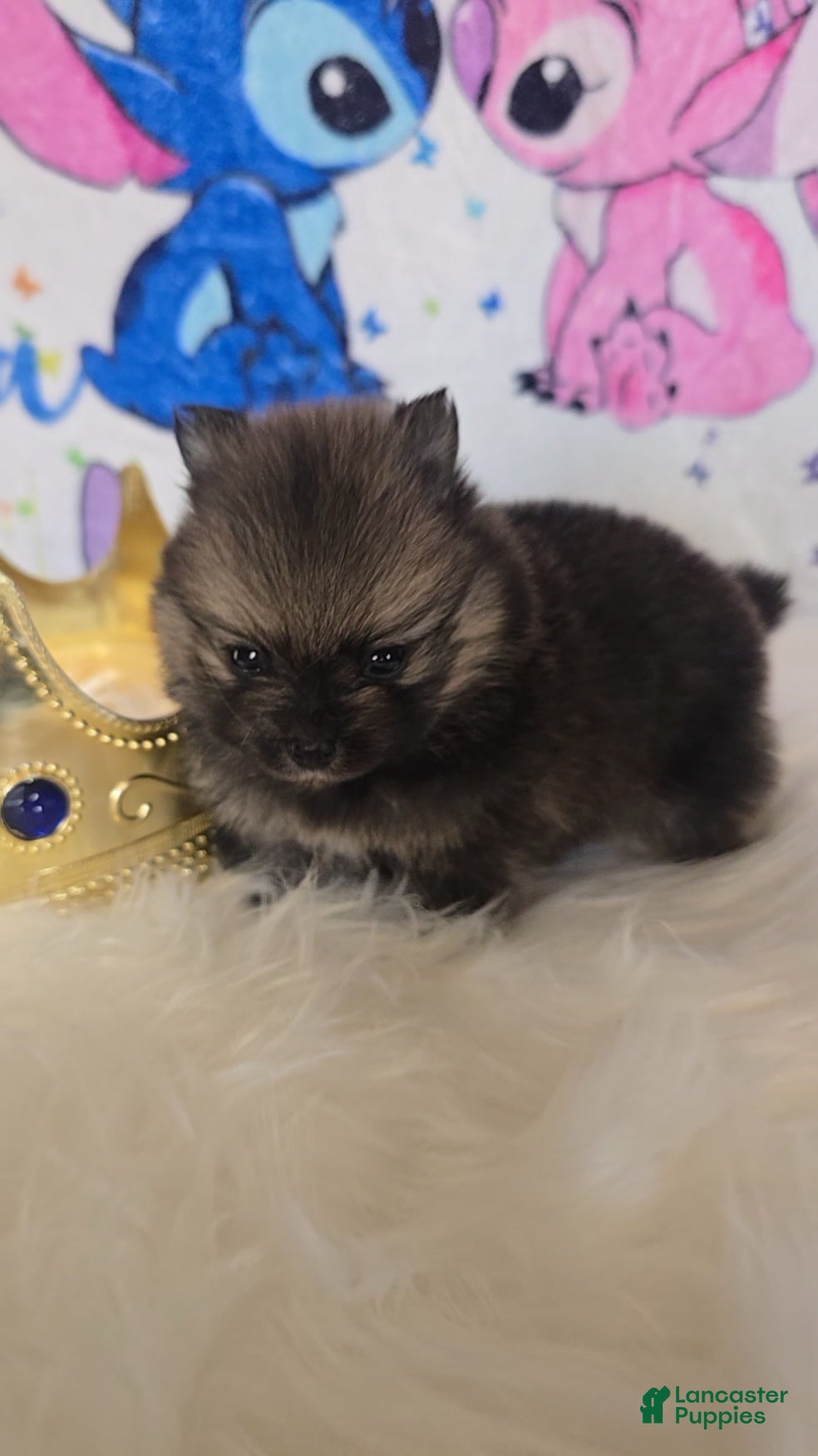 Pomeranian dogs Bashful  - Ad 22