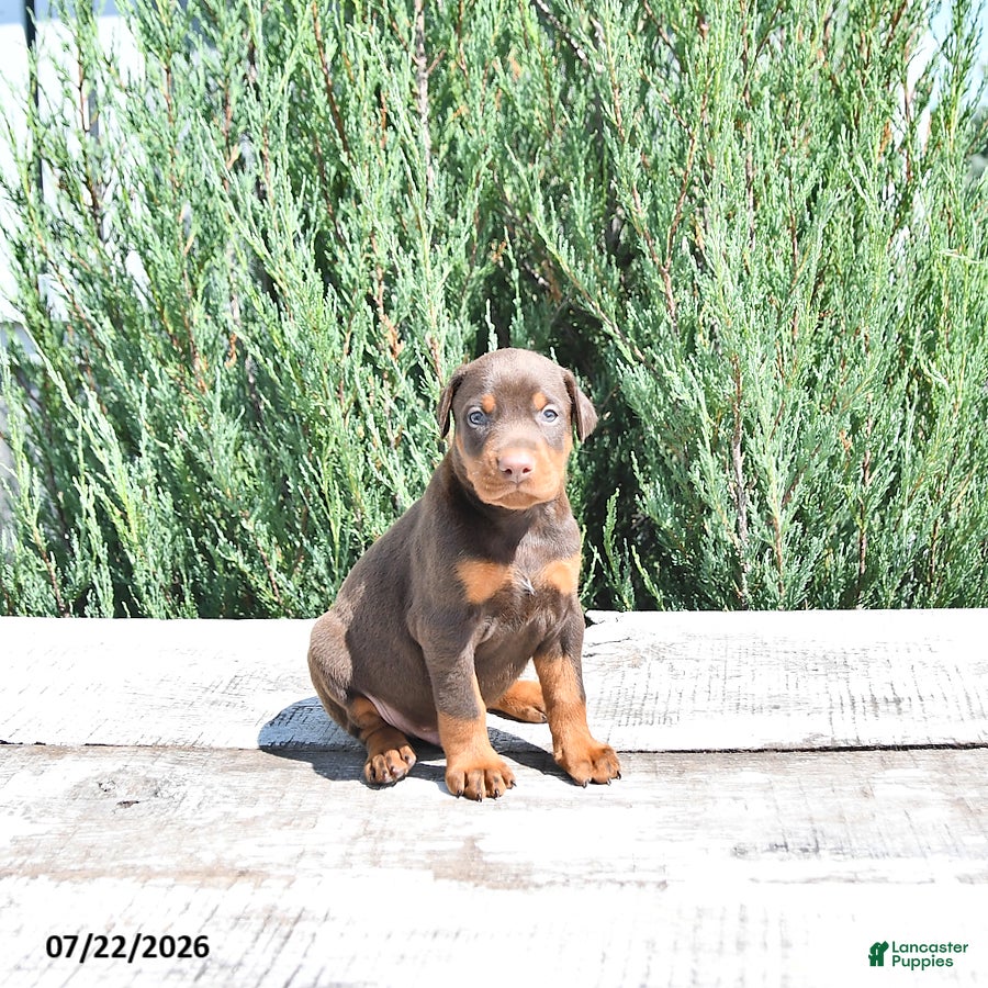 Doberman Pinscher dogs Thor - Ad 1