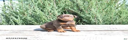 Doberman Pinscher dogs for sale: Thor - Ad 1
