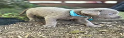 Labrador Retriever dogs for sale: Labrador Retriever 1 - Ad 11