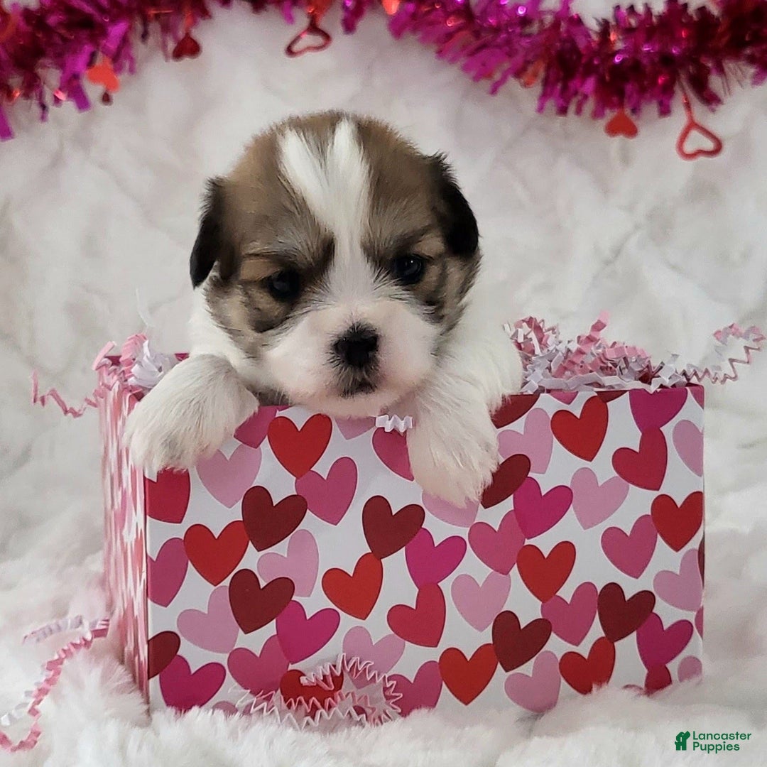 Teddy Bear dogs for sale: Sweetheart  - Ad 1