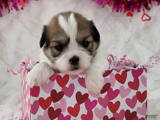 Teddy Bear dogs Sweetheart - Ad 16