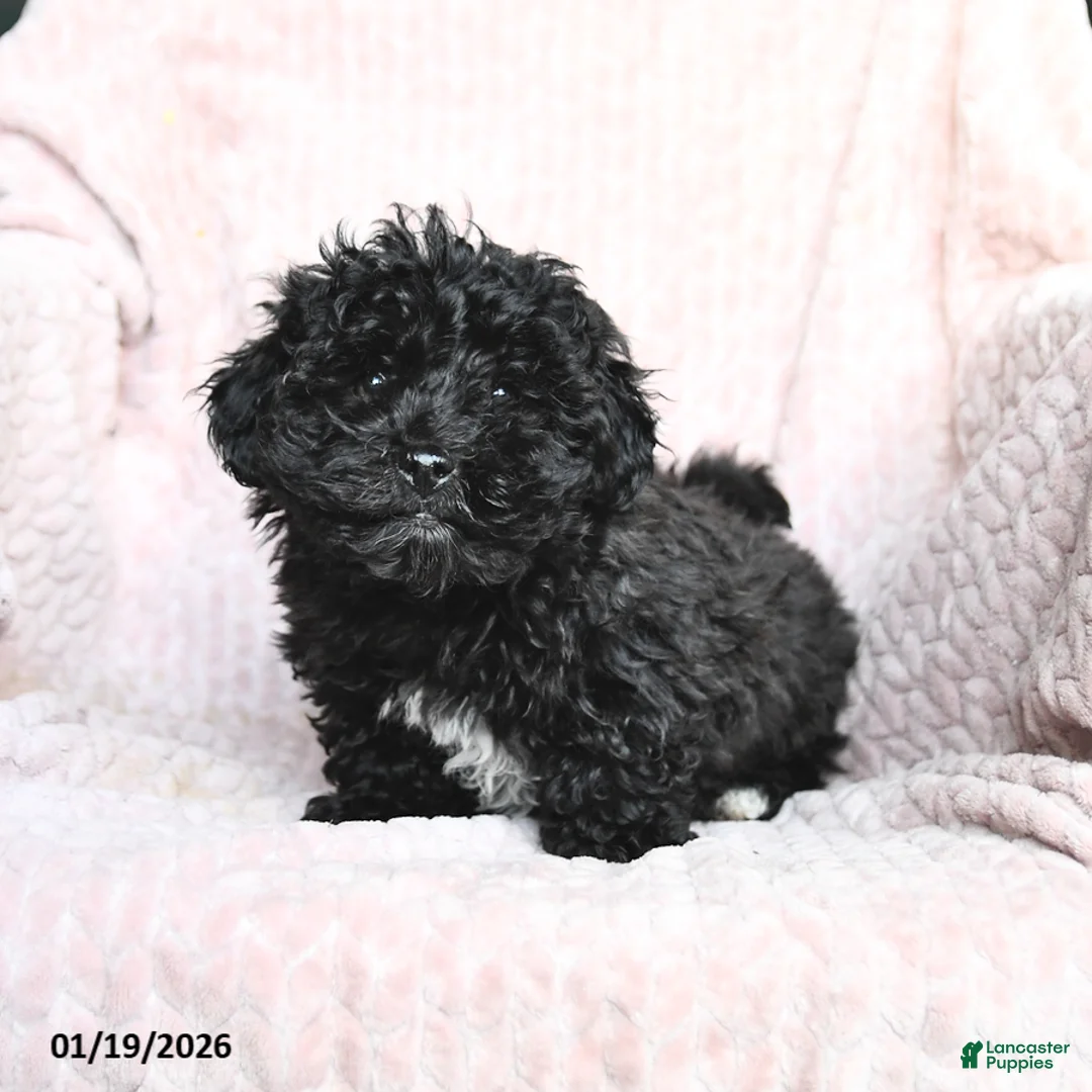 Mixed Breed dogs for sale: Chocolate - Ad 3