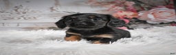 Miniature Dachshund dogs for sale: Panda-AKC - Ad 7
