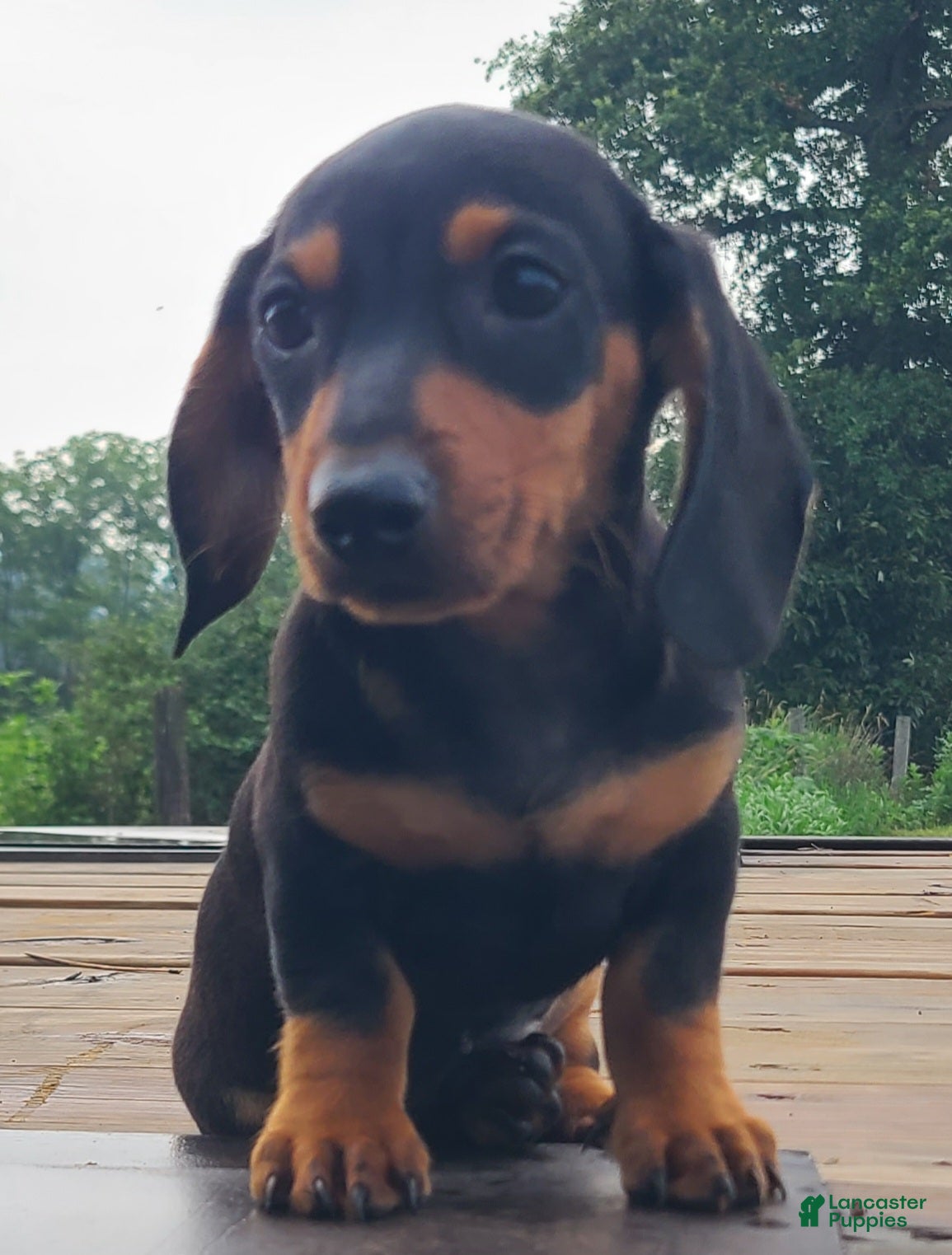 Miniature Dachshund dogs IGOR - Ad 2