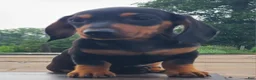 Miniature Dachshund dogs for sale: IGOR - Ad 2