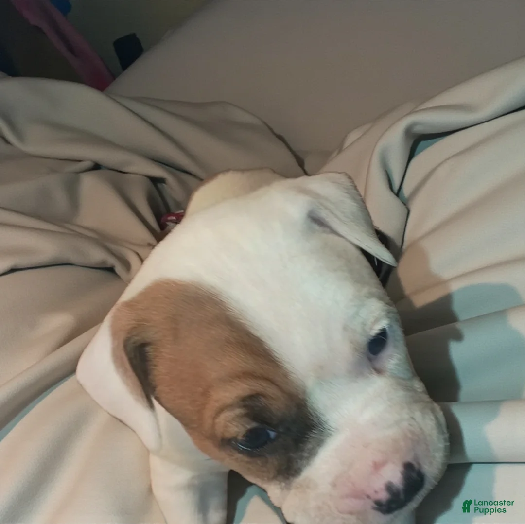 American Staffordshire Terrier dogs for sale: American Staffordshire Terrier Puppy 6 - Ad 4