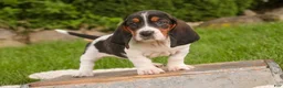 Basset Hound dogs for sale: Morgan - Ad 3