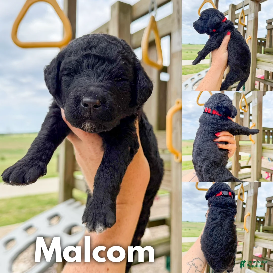 Goldendoodle dogs for sale: Malcom - F1b - Ad 1