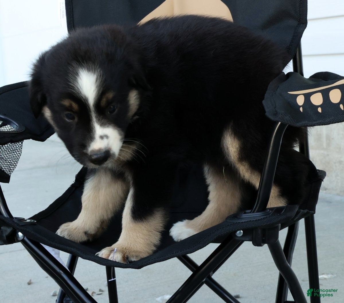Miniature Australian Shepherd dogs for sale: Toby - Ad 9