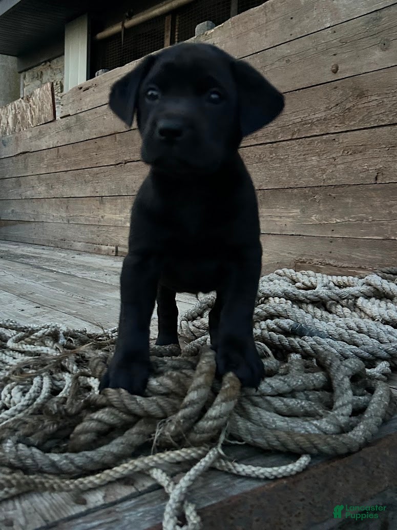 Sheprador dogs for sale: Carbon - Ad 2