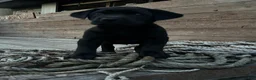 Sheprador dogs for sale: Carbon - Ad 1