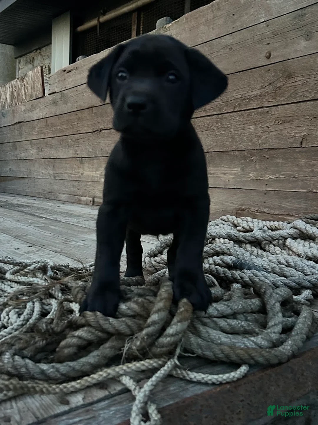 Sheprador dogs for sale: Carbon - Ad 1