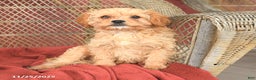 Cavapoo dogs for sale: Dickie - Ad 1