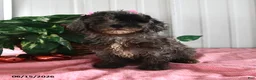Miniature Poodle dogs for sale: Ace - Ad 5