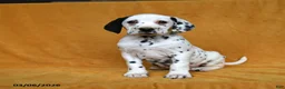 Dalmatian dogs for sale: Carla - Ad 1