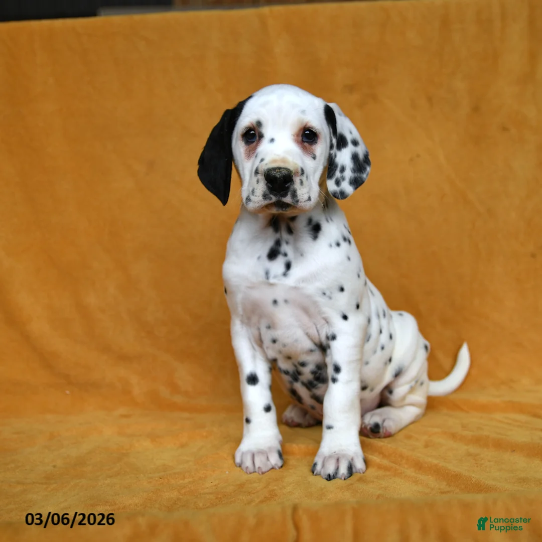 Dalmatian dogs for sale: Carla - Ad 1