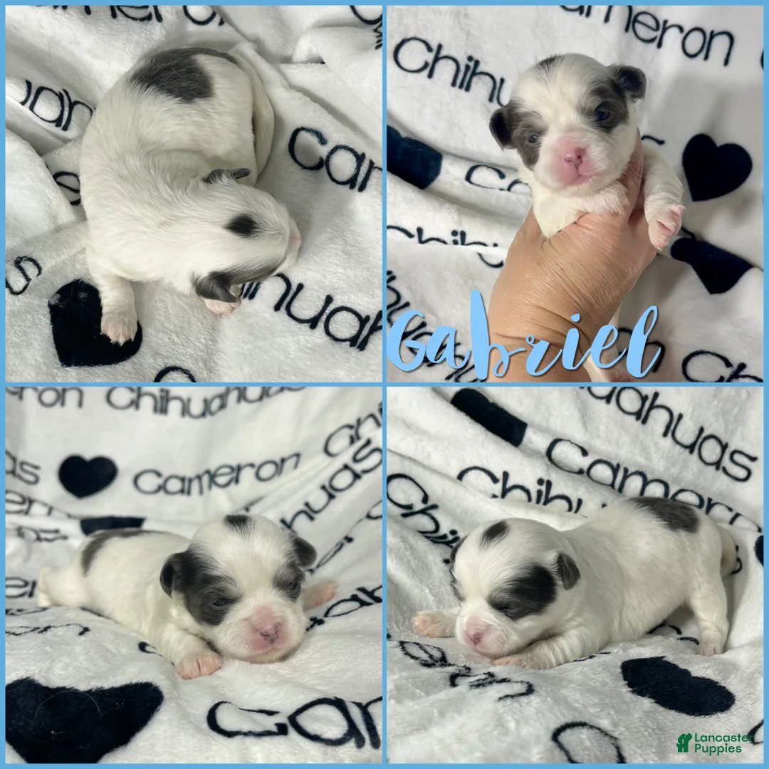 Chihuahua dogs for sale: Gabriel Blue Spotted - Ad 4