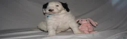 Mixed Breed dogs for sale: Lily - Ad 6