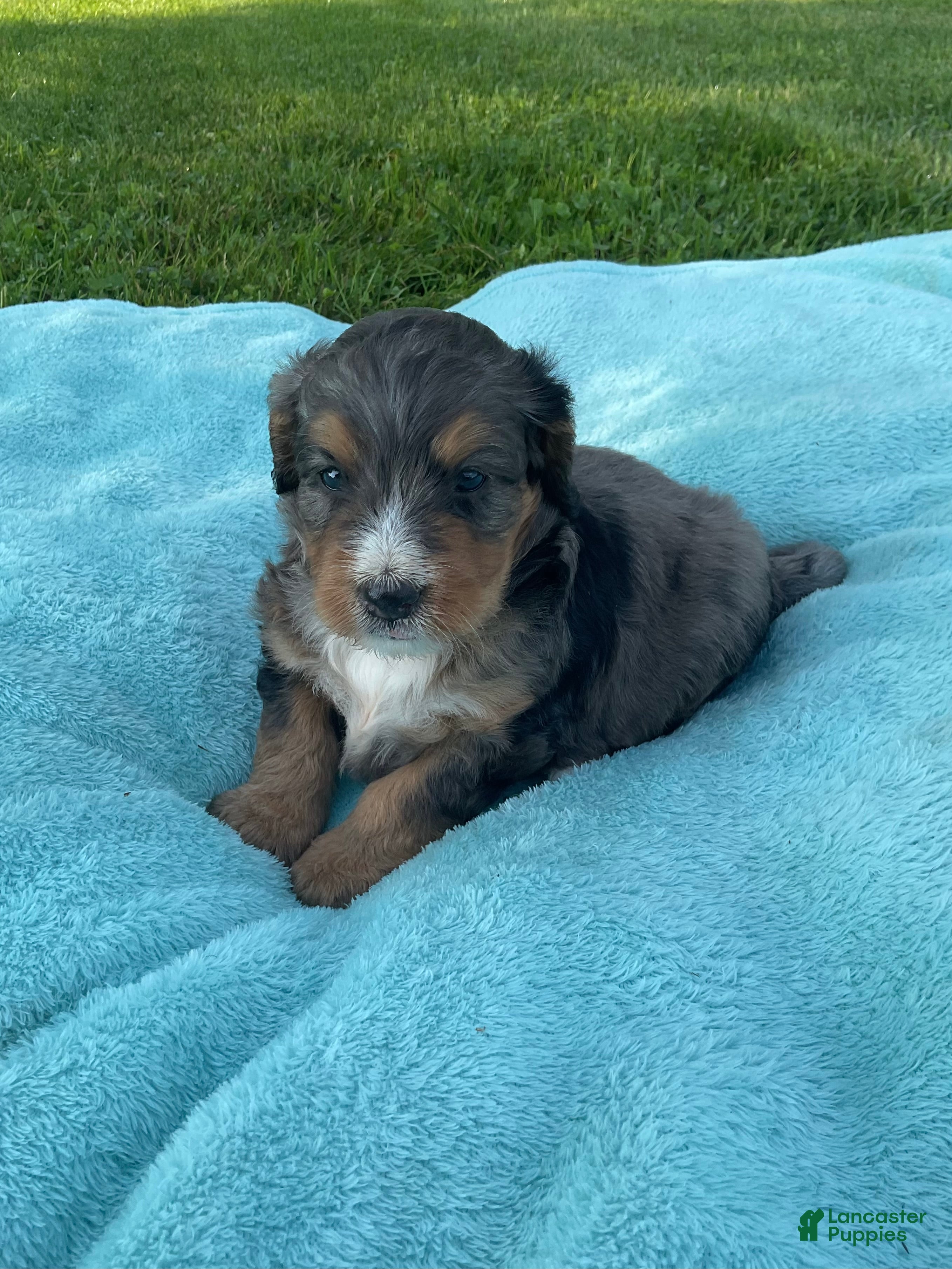 Mini Bernedoodle dogs Rosco - Ad 2