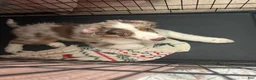 Australian Shepherd dogs for stud: Moose - Ad 4