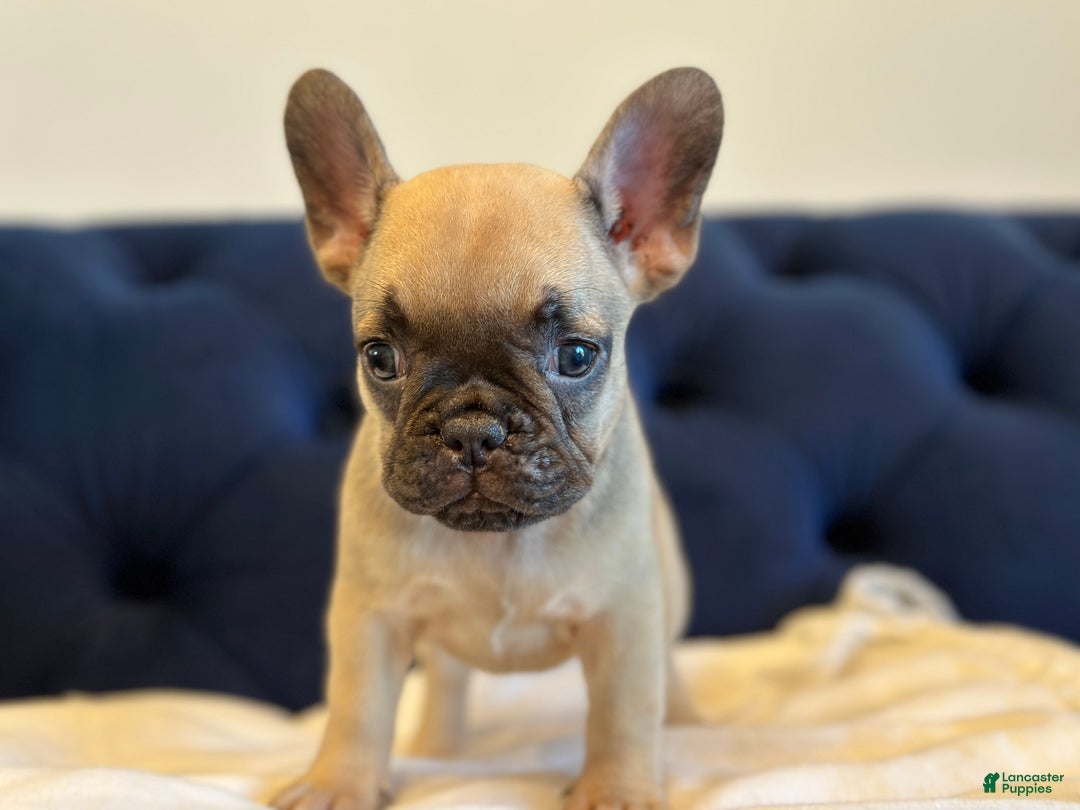 French Bulldog dogs for sale: Bella - Ad 2