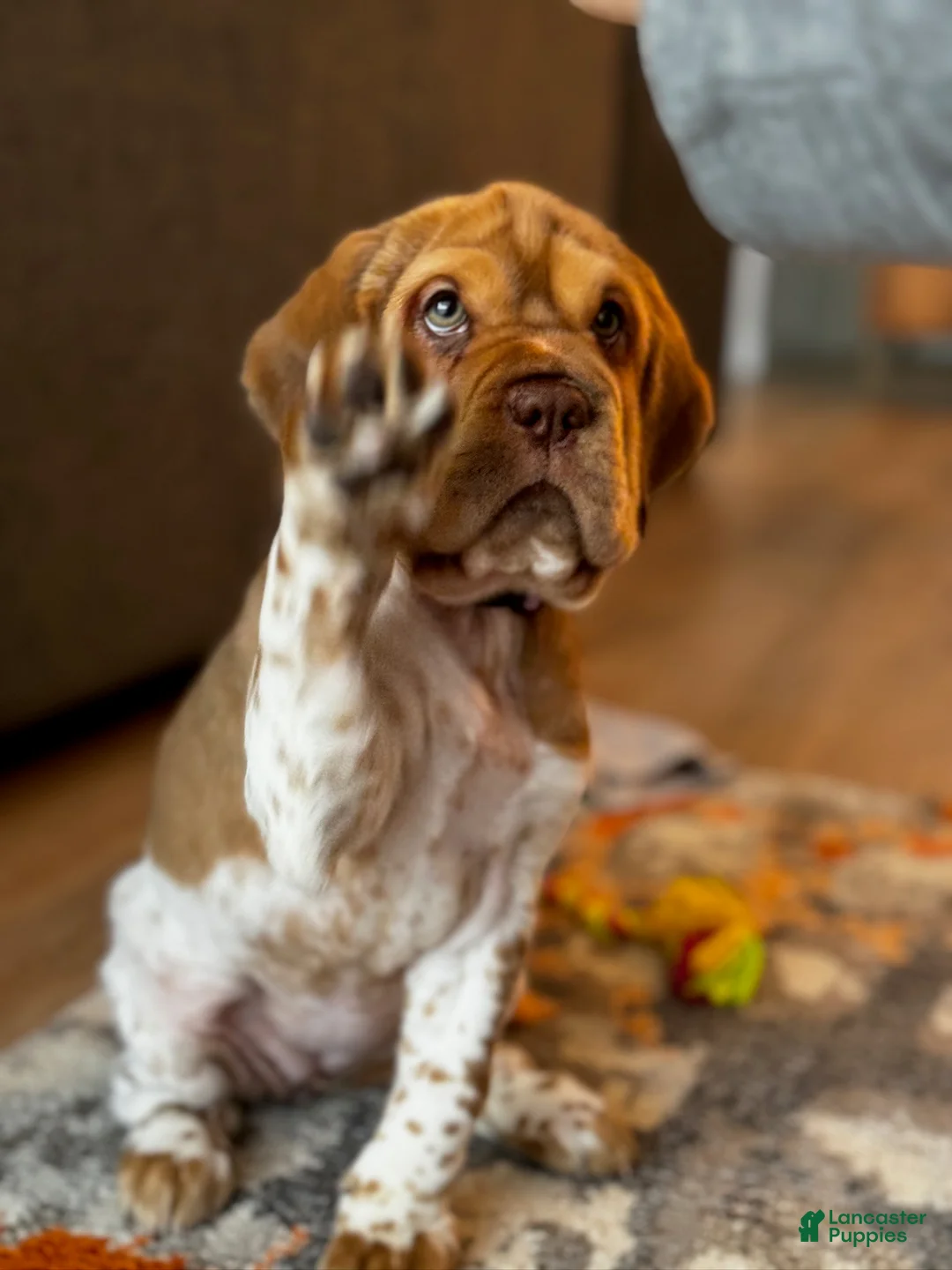 Mini Hippo dogs for sale: Mini Hippo Puppy - Alfie - Ad 4