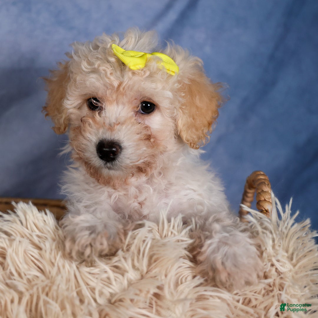 Shih Tzu dogs for sale: NICKY - Ad 16