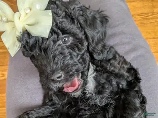 Goldendoodle dogs Golden Mountain Doodle Puppy 5 - Ad 8