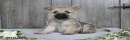 Cairn Terrier dogs for sale: Amber - Ad 5